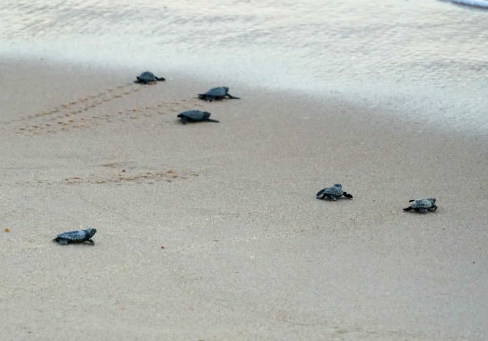 Captura de Tela 2025-08-04 às 16.02.56